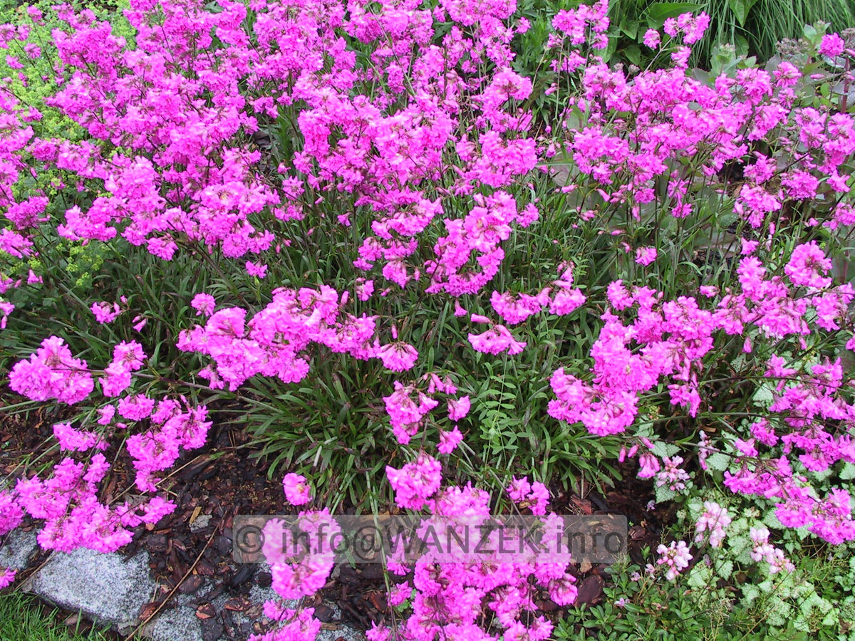 Lychnis viscaria Plena.JPG